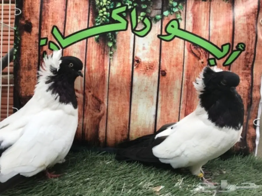 جوز سوداني اسود مستوى Top (image 8)