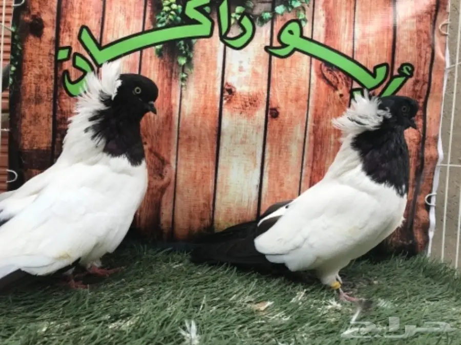 جوز سوداني اسود مستوى Top (image 9)