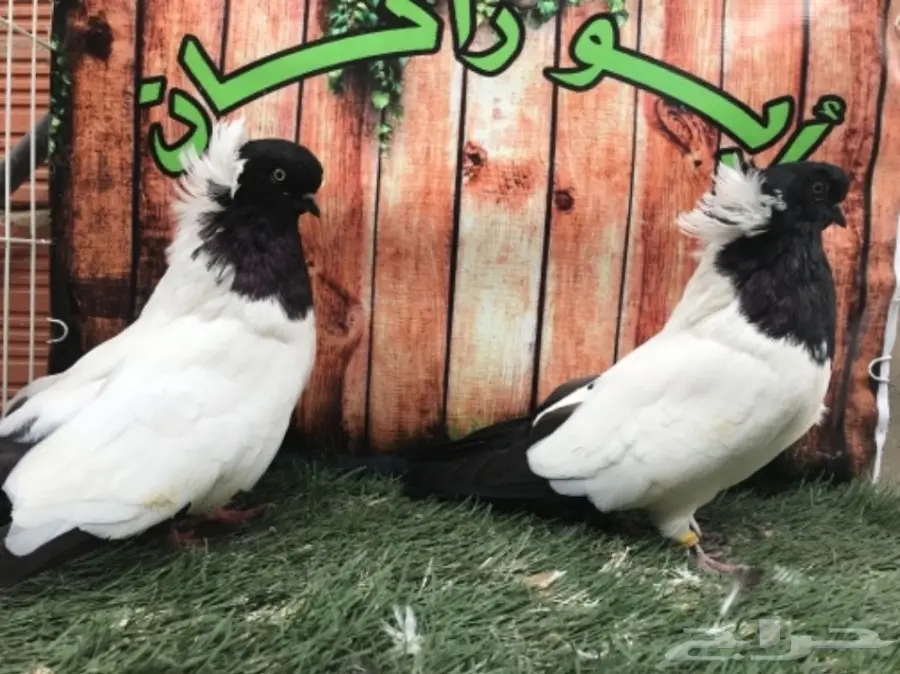 جوز سوداني اسود مستوى Top (image 10)