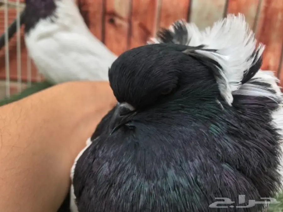 جوز سوداني اسود مستوى Top (image 11)