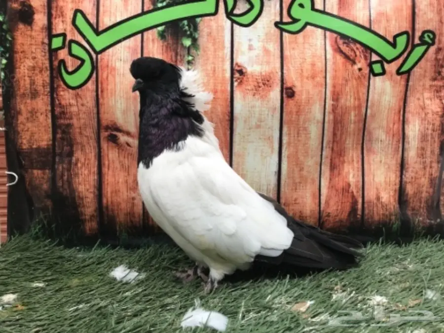 جوز سوداني اسود مستوى Top (image 12)