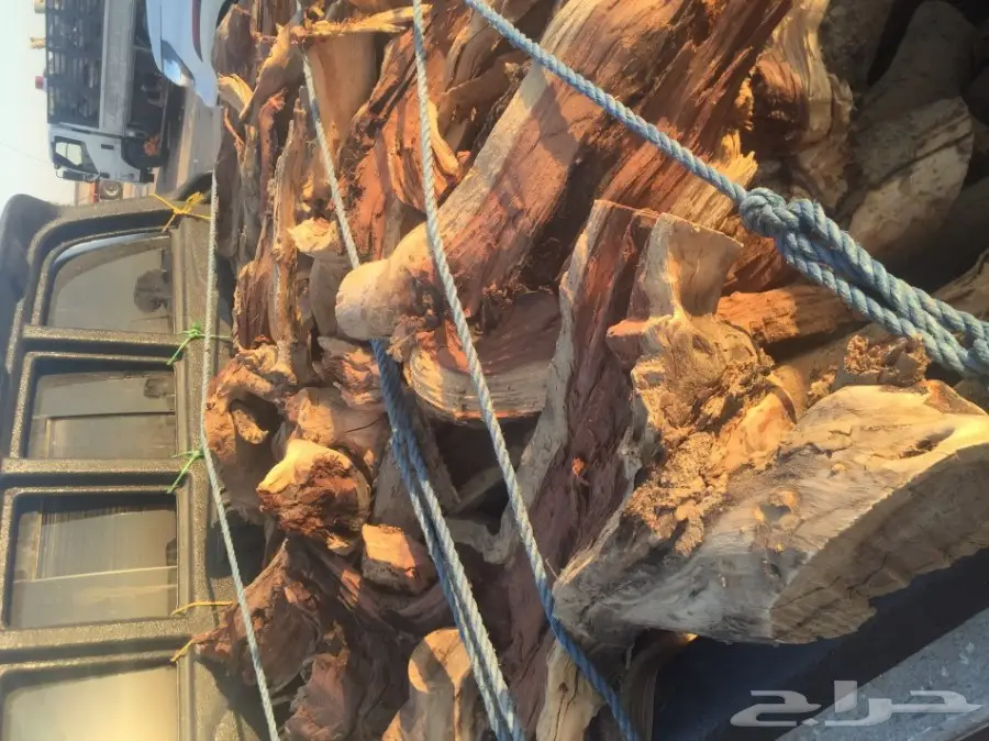 سمر شلايخ (image 1)