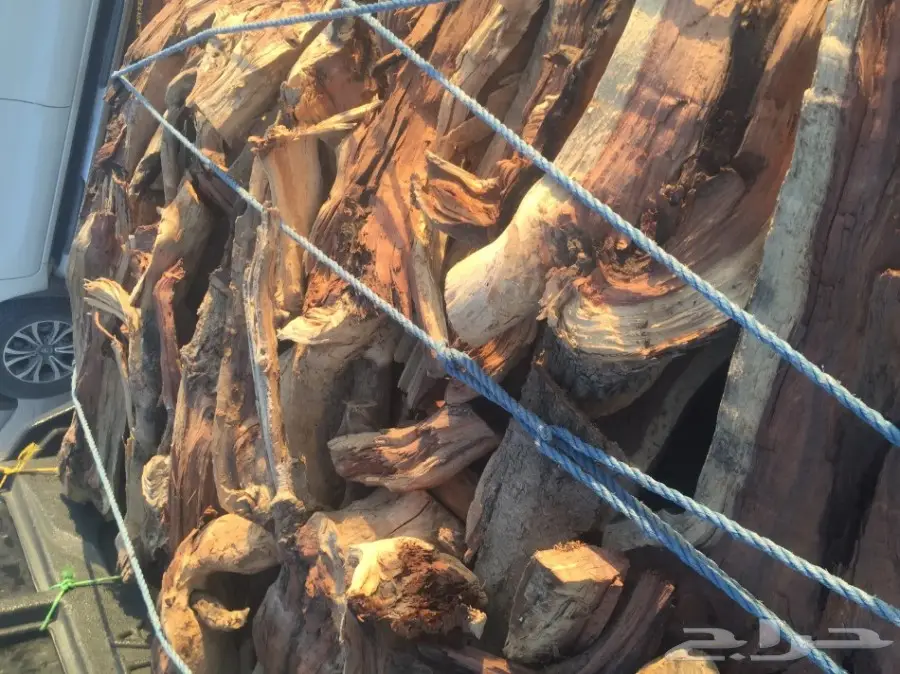 سمر شلايخ (image 2)