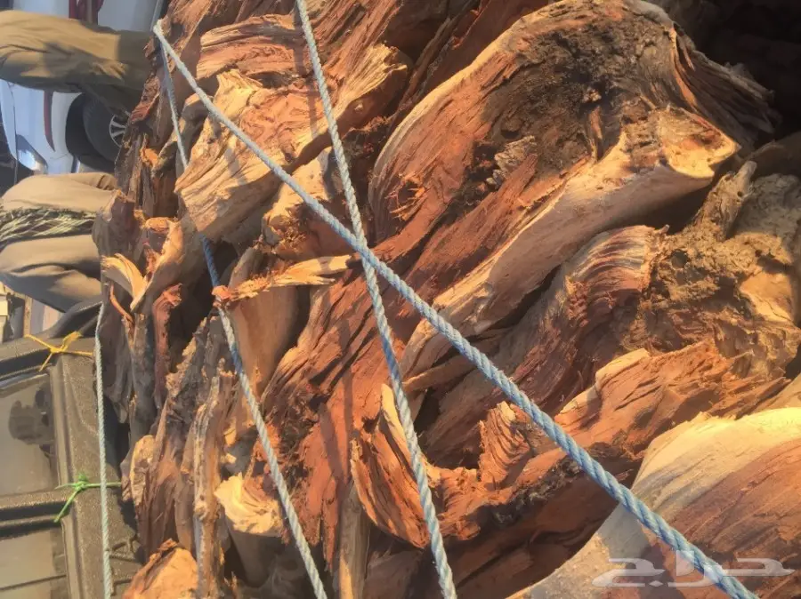 سمر شلايخ (image 3)