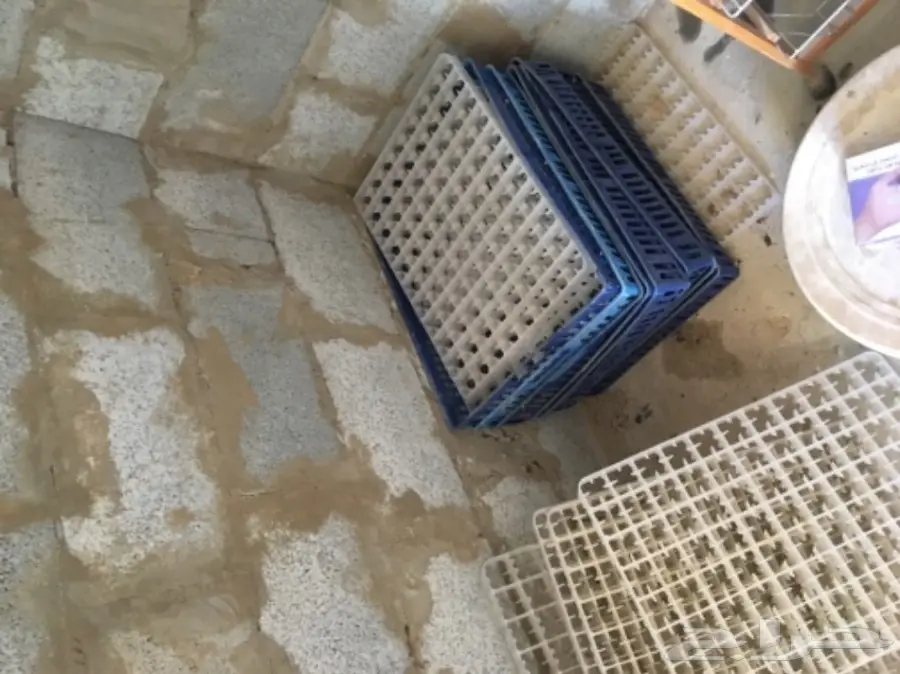 فقاسه صينيه للبيع (image 8)