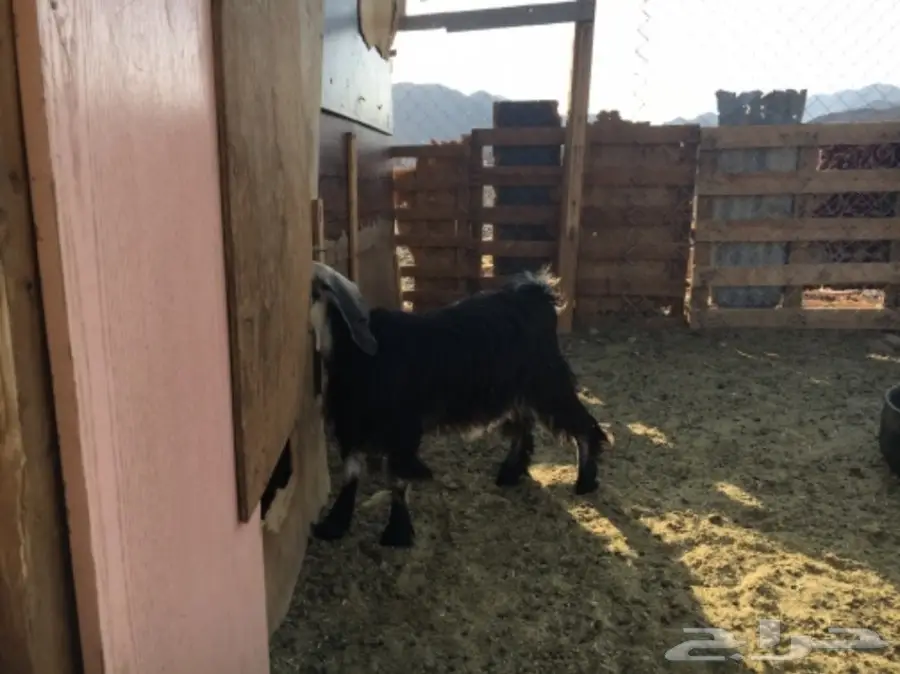 جفرة للبيع (image 1)