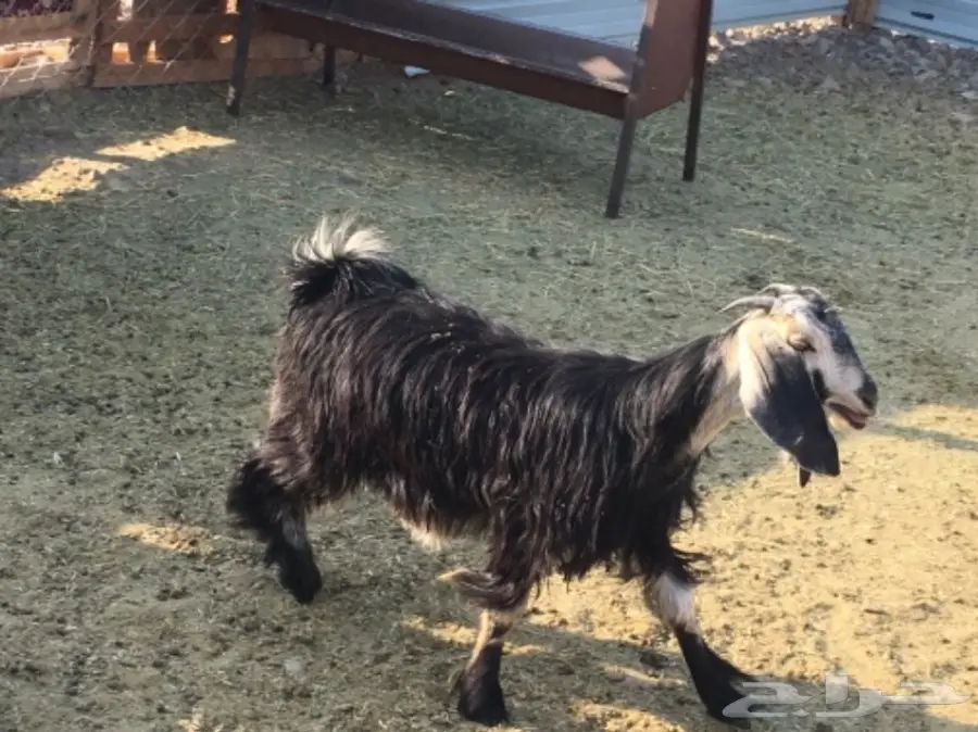 جفرة للبيع (image 2)