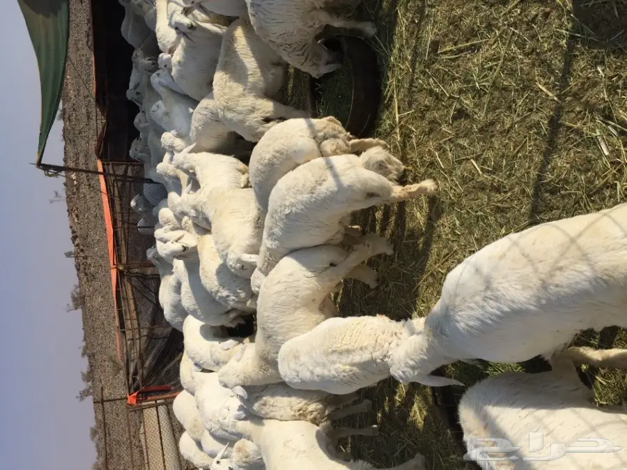 طليان جبره للبيع