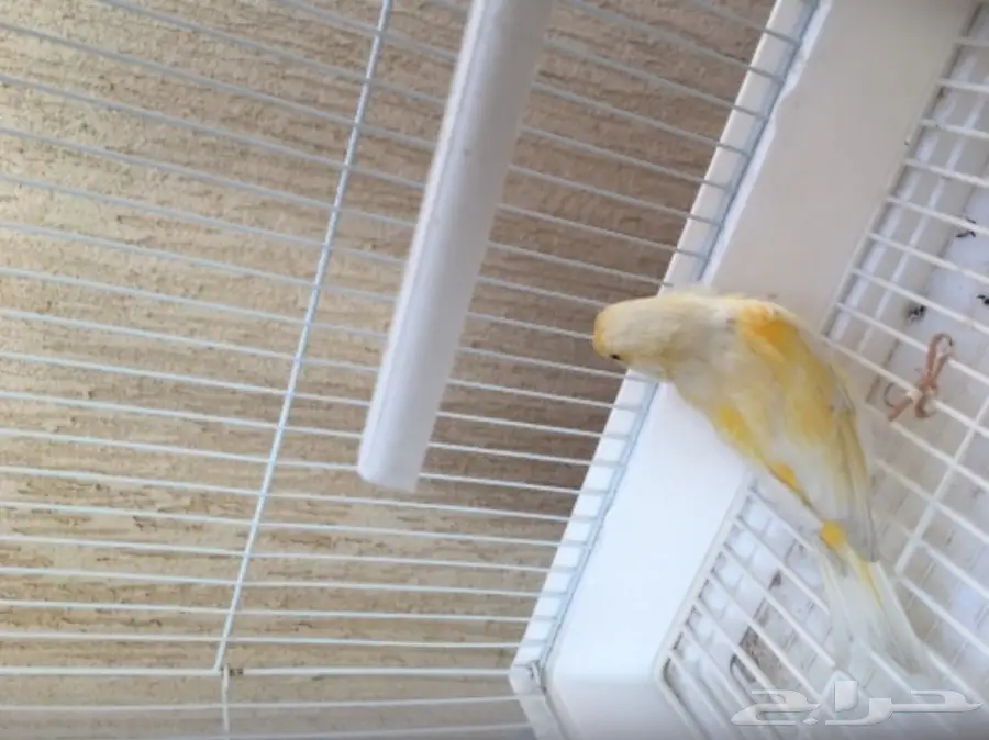 انثى كناري (image 1)