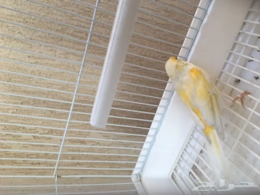 انثى كناري (image 2)