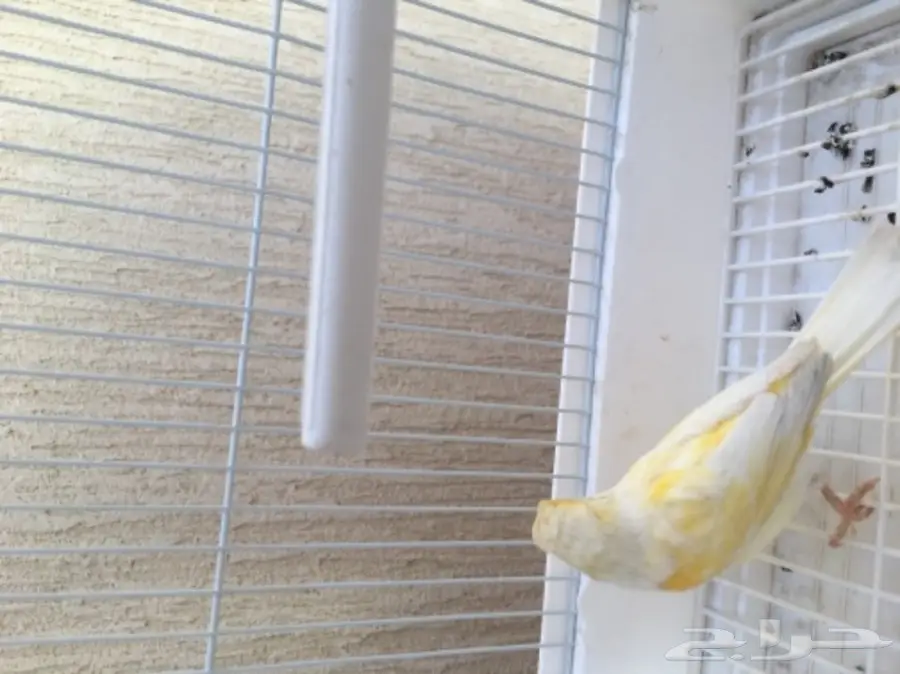 انثى كناري (image 3)