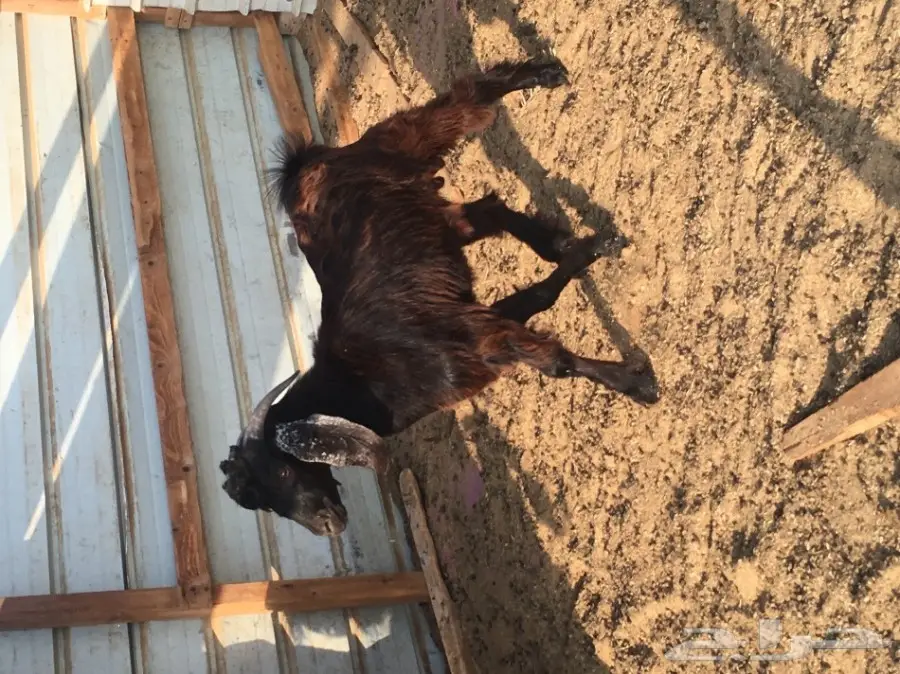 تيس للبيع  (image 1)