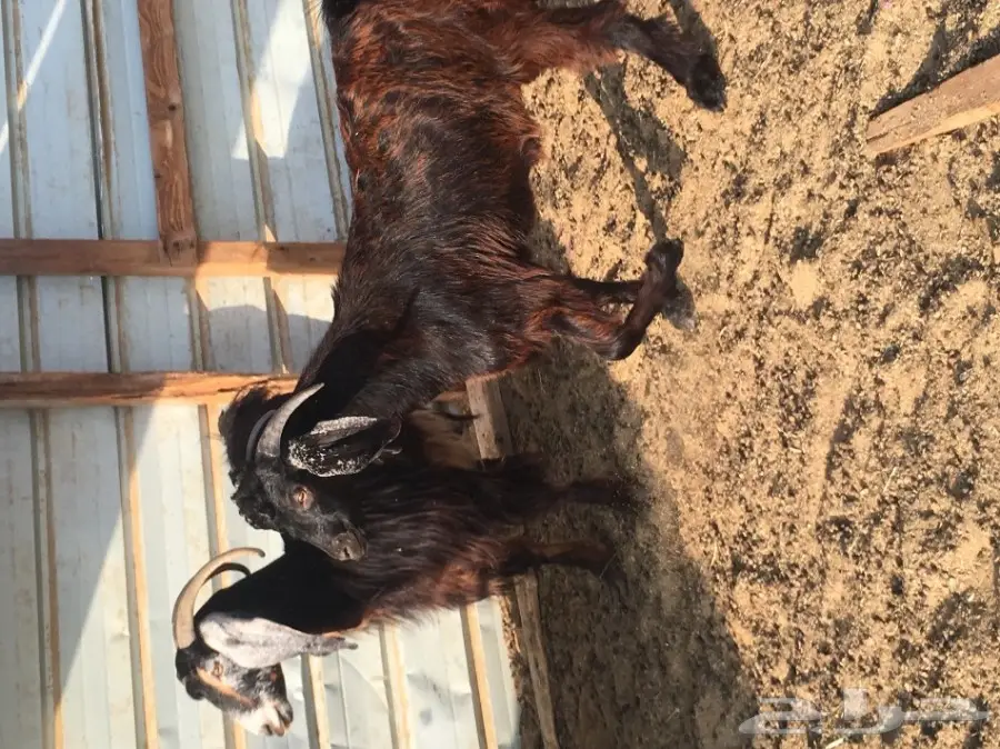 تيس للبيع  (image 2)