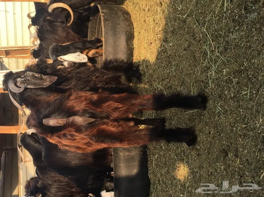 تيس للبيع  (image 3)