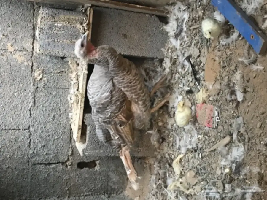 دجاجه رومي (image 1)