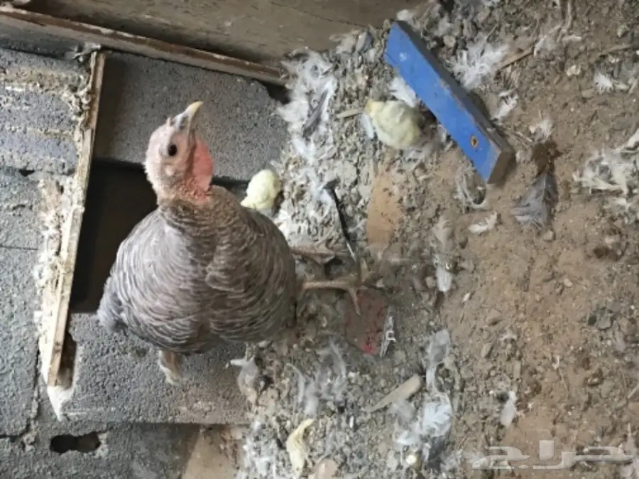 دجاجه رومي (image 2)