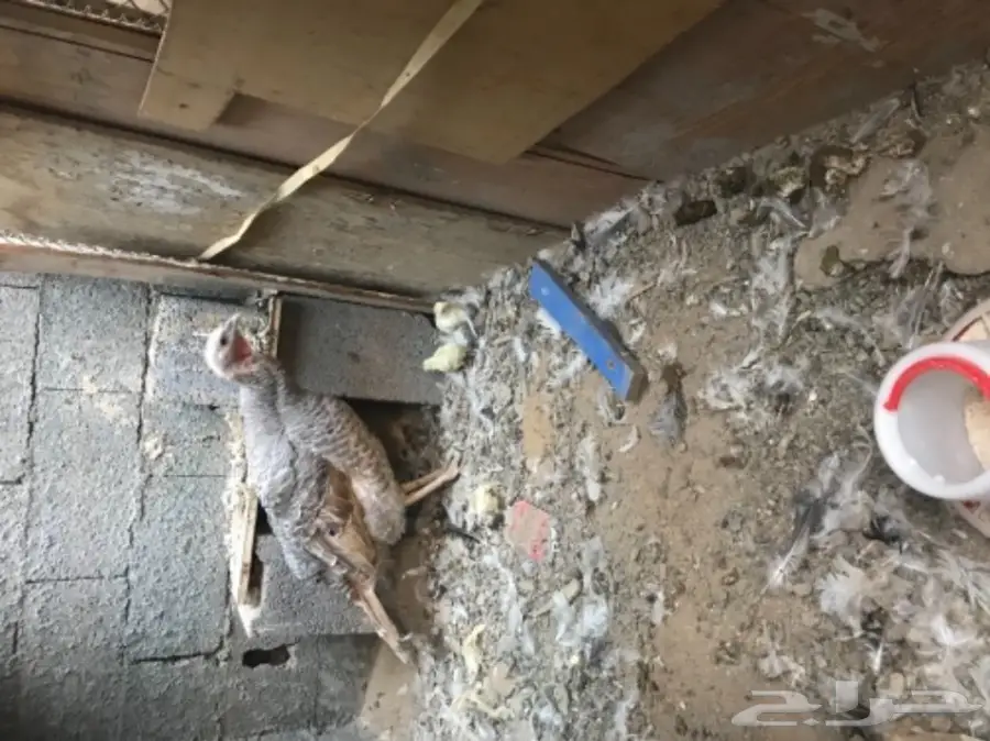 دجاجه رومي (image 3)