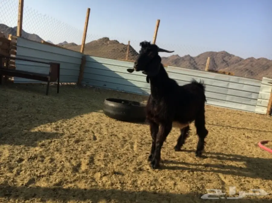 تيس مخصي للثلاجة