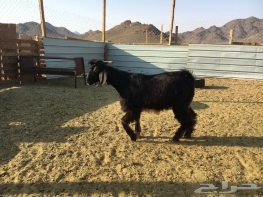 تيس مخصي للثلاجة (image 1)