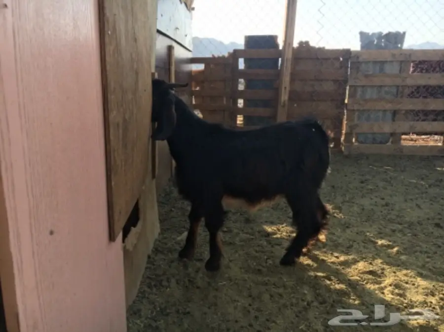 تيس مخصي للثلاجة (image 2)