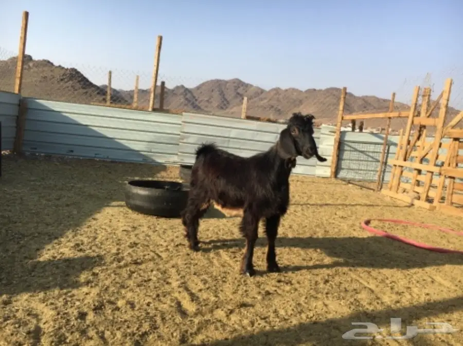 تيس مخصي للثلاجة (image 3)