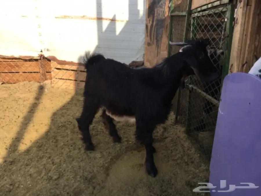 تيس مخصي للثلاجة (image 4)