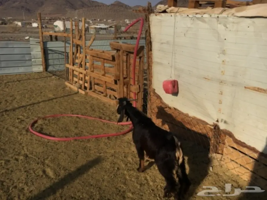 تيس مخصي للثلاجة (image 5)