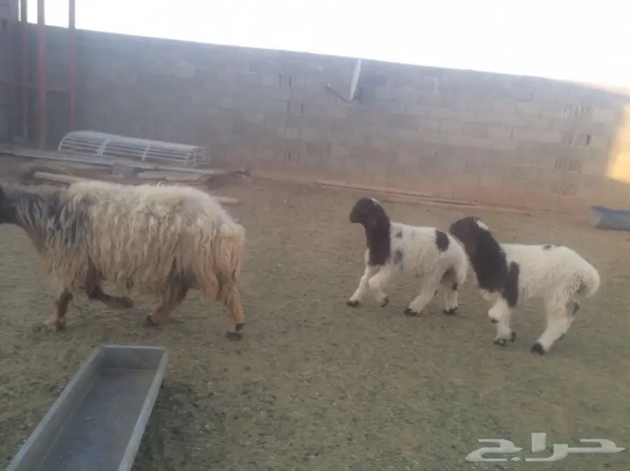 للبيع شاتين متاومات اعياله ذبايح