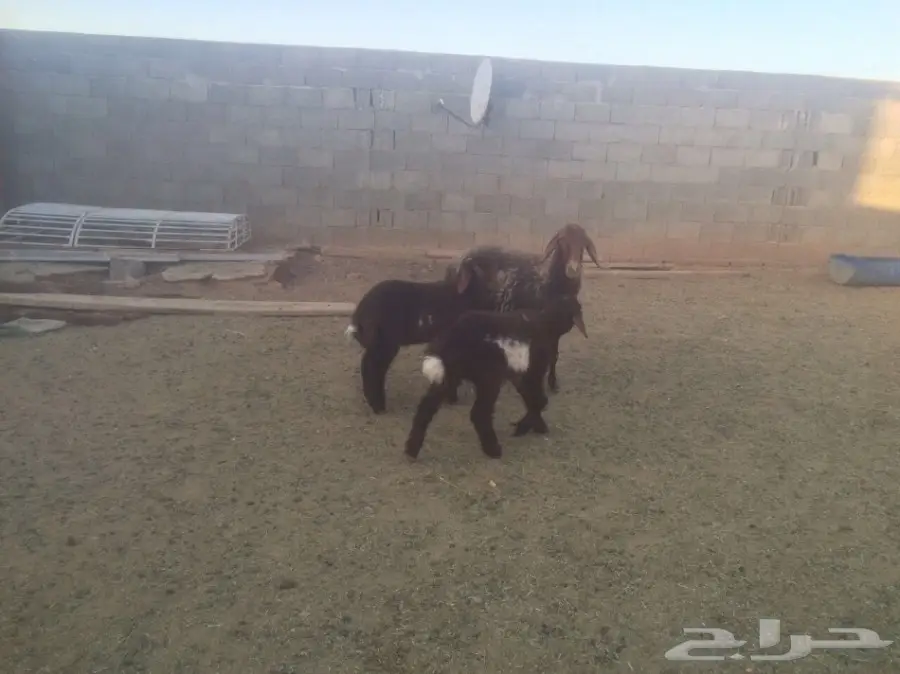 للبيع شاتين متاومات اعياله ذبايح (image 1)