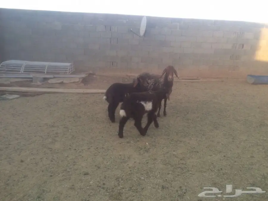 للبيع شاتين متاومات اعياله ذبايح (image 2)
