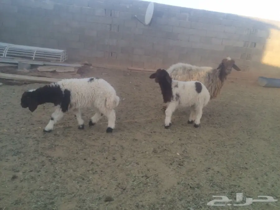 للبيع شاتين متاومات اعياله ذبايح (image 3)