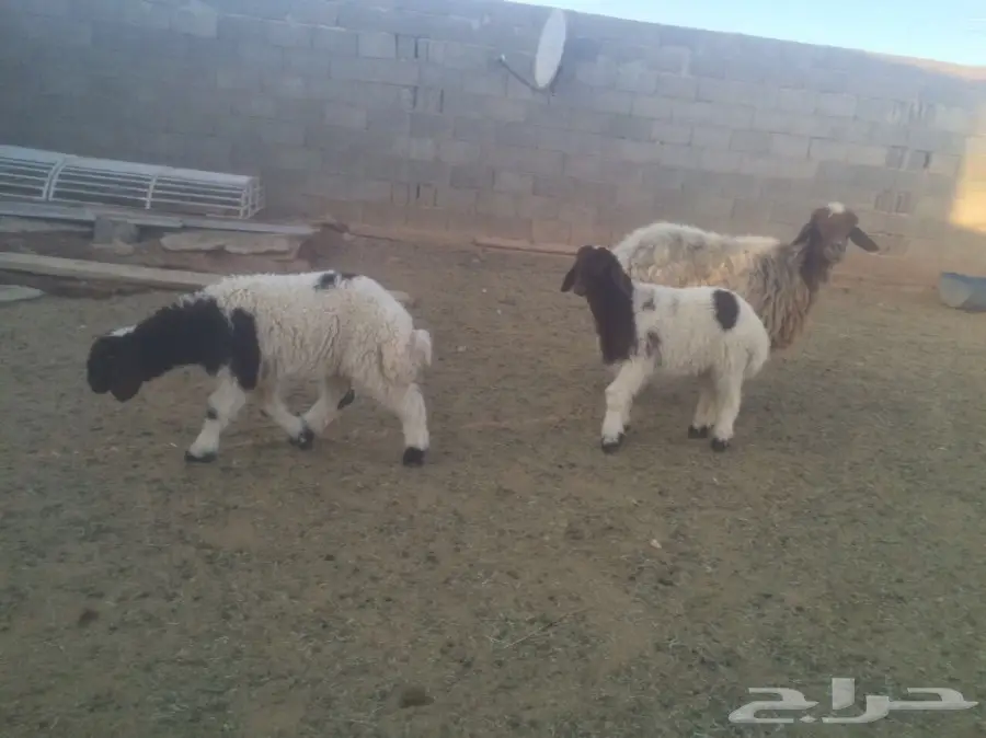 للبيع شاتين متاومات اعياله ذبايح (image 4)