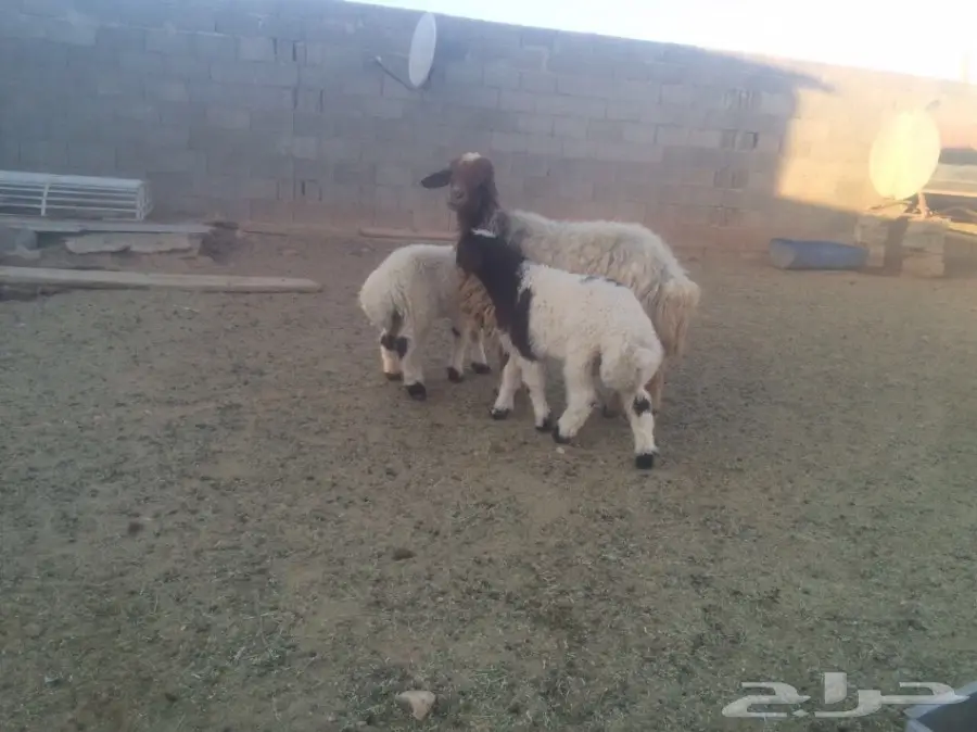للبيع شاتين متاومات اعياله ذبايح (image 5)