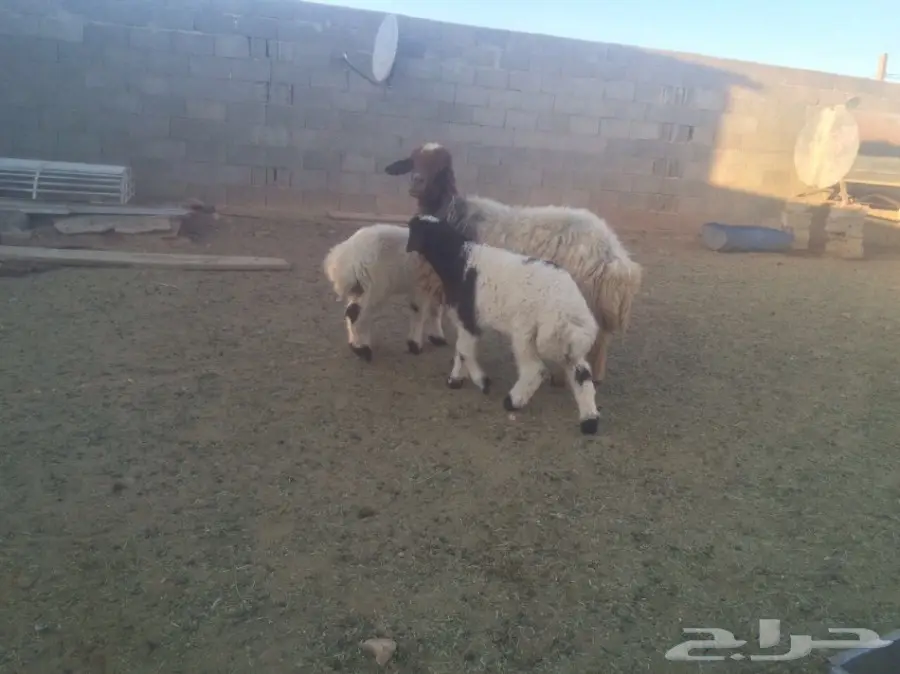 للبيع شاتين متاومات اعياله ذبايح (image 6)
