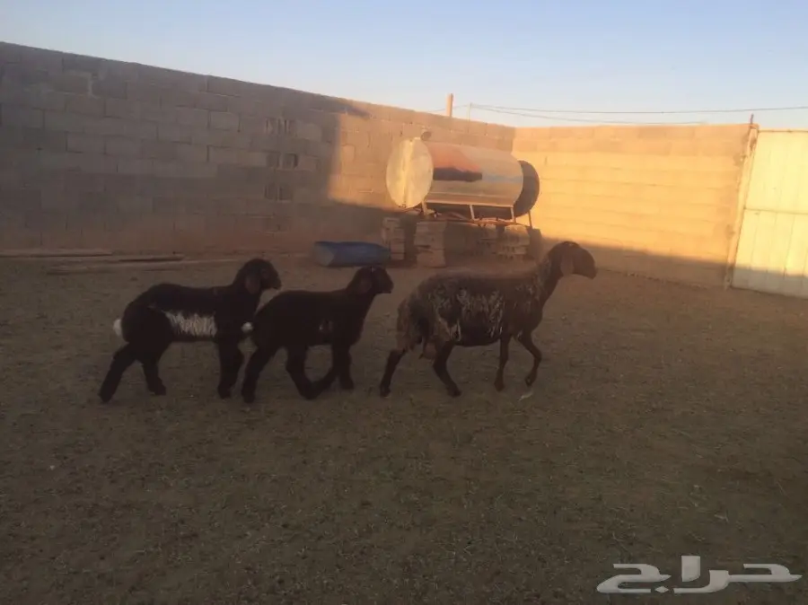 للبيع شاتين متاومات اعياله ذبايح (image 8)