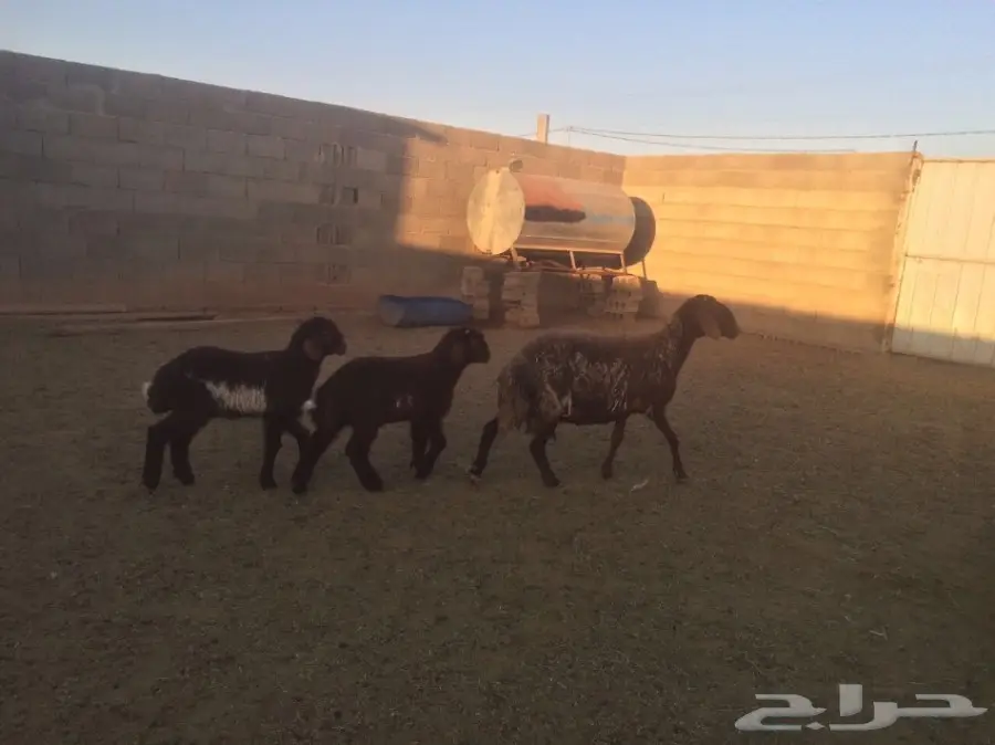 للبيع شاتين متاومات اعياله ذبايح (image 9)