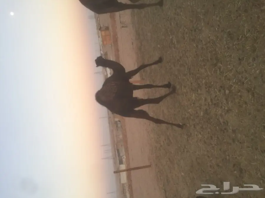 مفروشات ممتازة - فرش فندقيات ومفروشات عالية الجودة