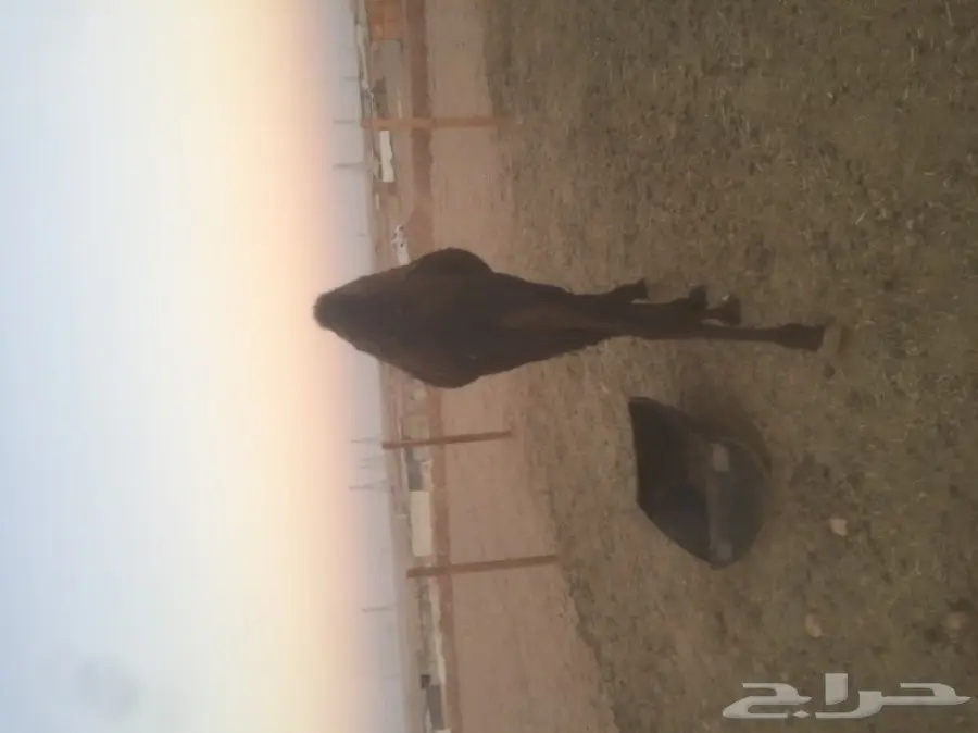 مفروشات ممتازة - فرش فندقيات ومفروشات عالية الجودة (image 1)