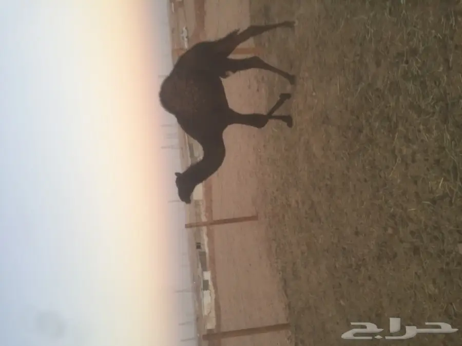 مفروشات ممتازة - فرش فندقيات ومفروشات عالية الجودة (image 2)