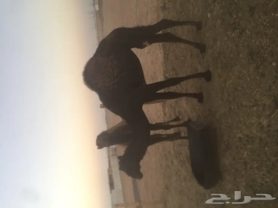 مفروشات ممتازة - فرش فندقيات ومفروشات عالية الجودة (image 3)