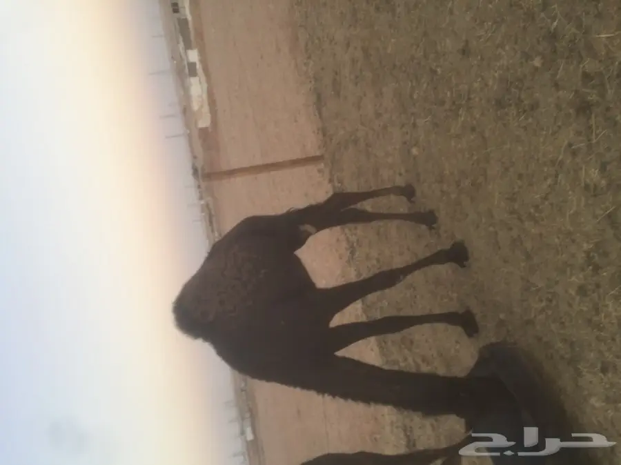 مفروشات ممتازة - فرش فندقيات ومفروشات عالية الجودة (image 4)