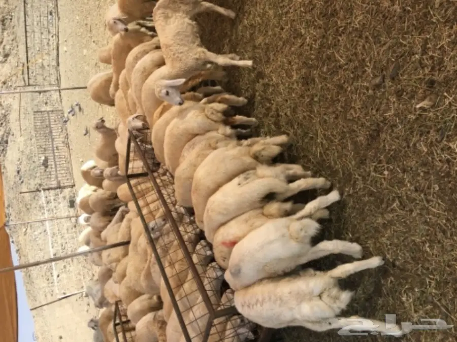 طليان ورخال حريات للبيع  (image 3)