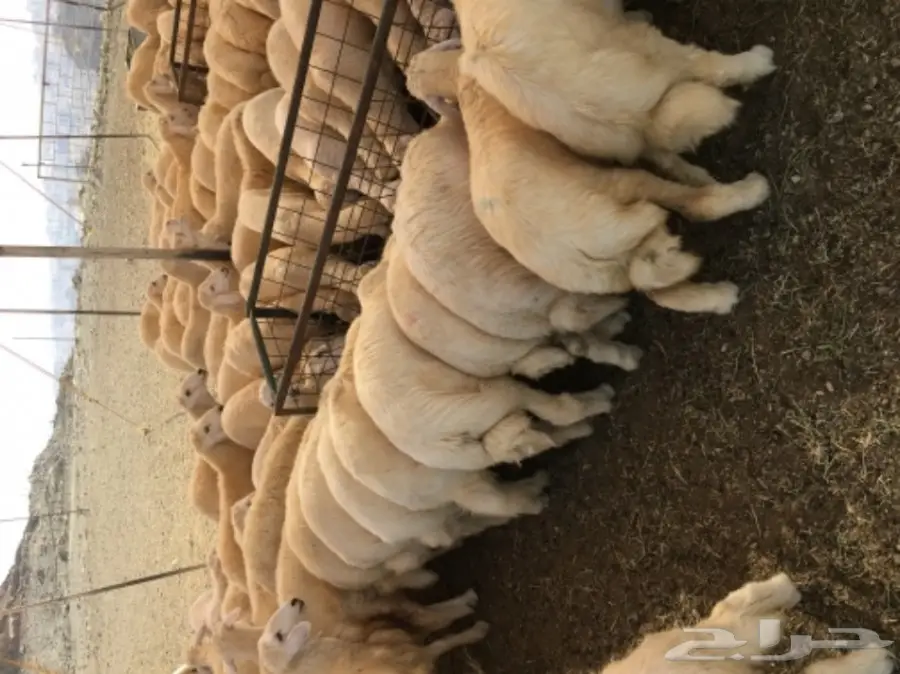 طليان ورخال حريات للبيع  (image 4)