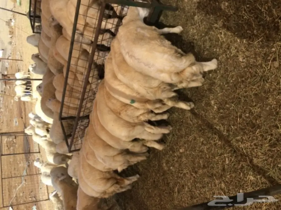 طليان ورخال حريات للبيع  (image 5)