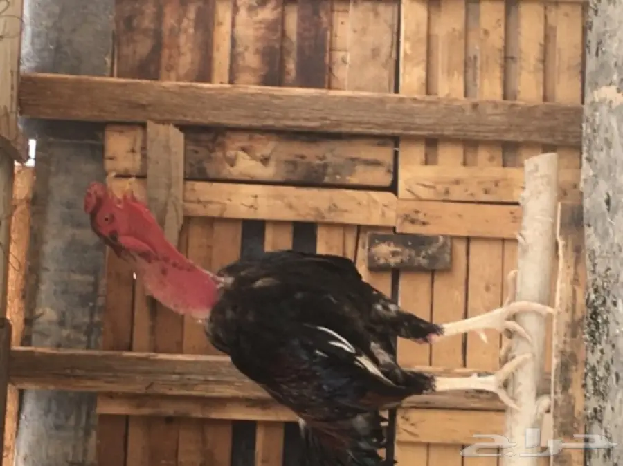 ديك بكستاني   (image 1)