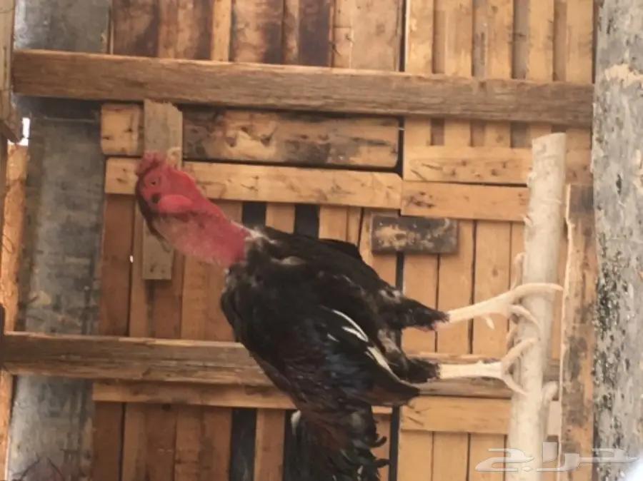 ديك بكستاني   (image 2)