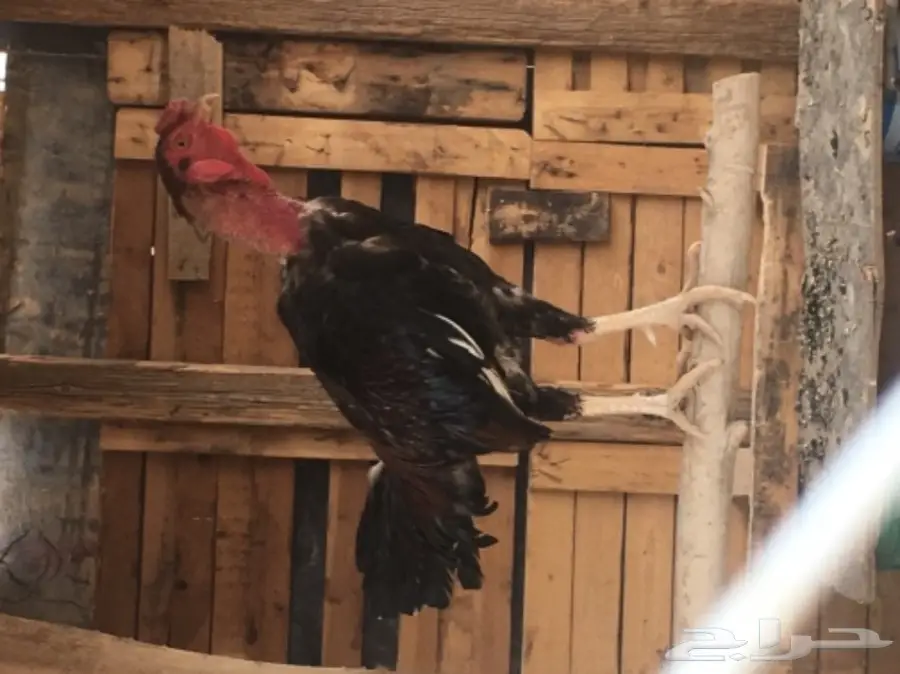 ديك بكستاني   (image 3)