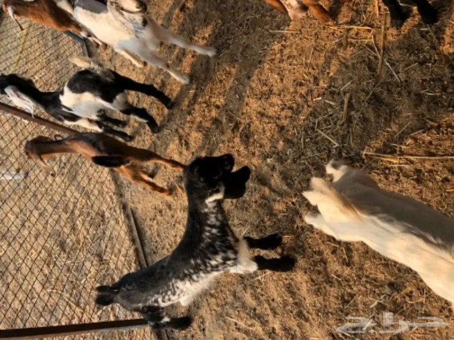 معزا بيشيه  (image 1)