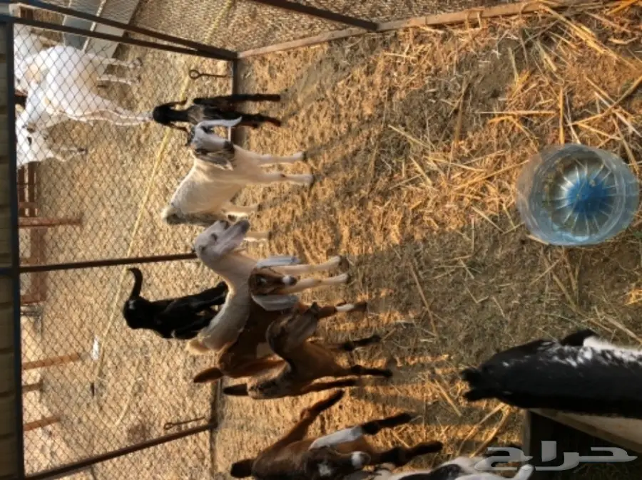 معزا بيشيه  (image 3)