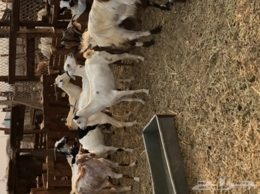 معزا بيشيه  (image 5)